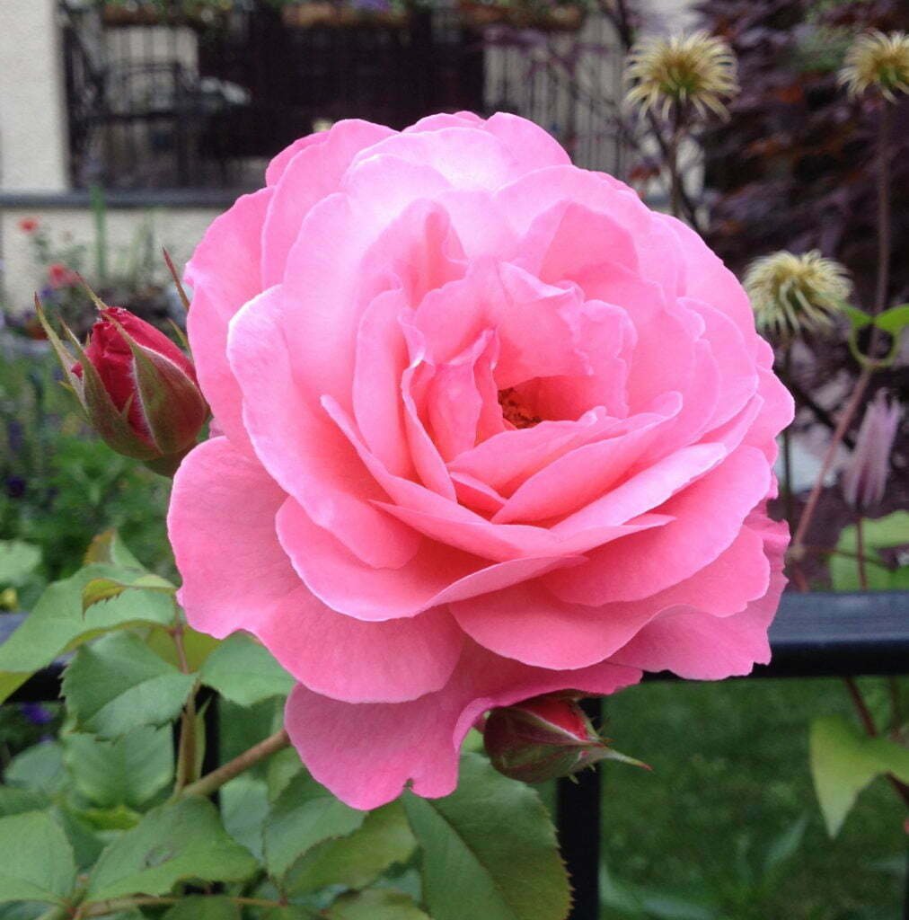 One of the many Roses that appeared during t\'s dad\'s illness.